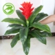 Hoa giả may mắn cây giả mô phỏng cây trong chậu nhựa sàn hoa lớn trong nhà phòng khách trang trí trang trí - Hoa nhân tạo / Cây / Trái cây cây giả trang trí