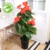 Cây giả hoa anthurium hoa giả chậu hoa trồng sàn lớn cây xanh giả trang trí phòng khách trang trí nội thất nhà máy mô phỏng - Hoa nhân tạo / Cây / Trái cây