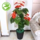 Cây giả hoa anthurium hoa giả chậu hoa trồng sàn lớn cây xanh giả trang trí phòng khách trang trí nội thất nhà máy mô phỏng - Hoa nhân tạo / Cây / Trái cây