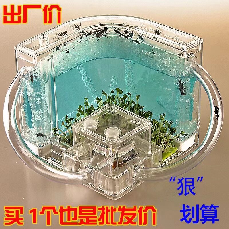 幼儿园蚂蚁生态箱:开启孩子们的微观世界探险之旅!-蚂蚁工坊-淘宝好物网
