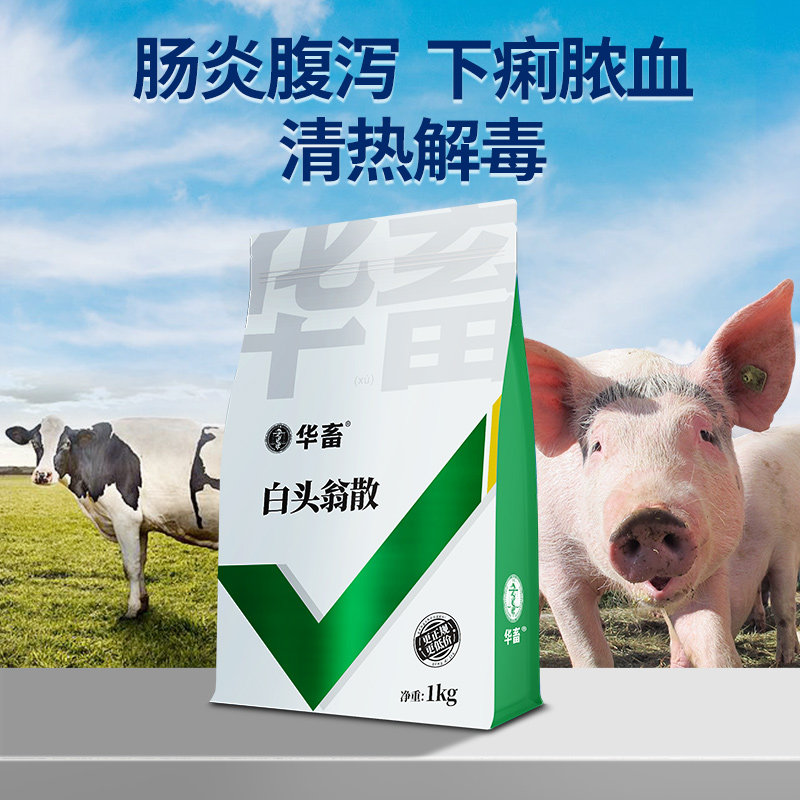 Hua Animal Baiku Yong Beast uses dysenteric dysenteria pigs to dilute the yellow diarrhea