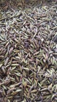 In 2022 Huang Jiaming front wild white tea bud 1 kg 380 yuan