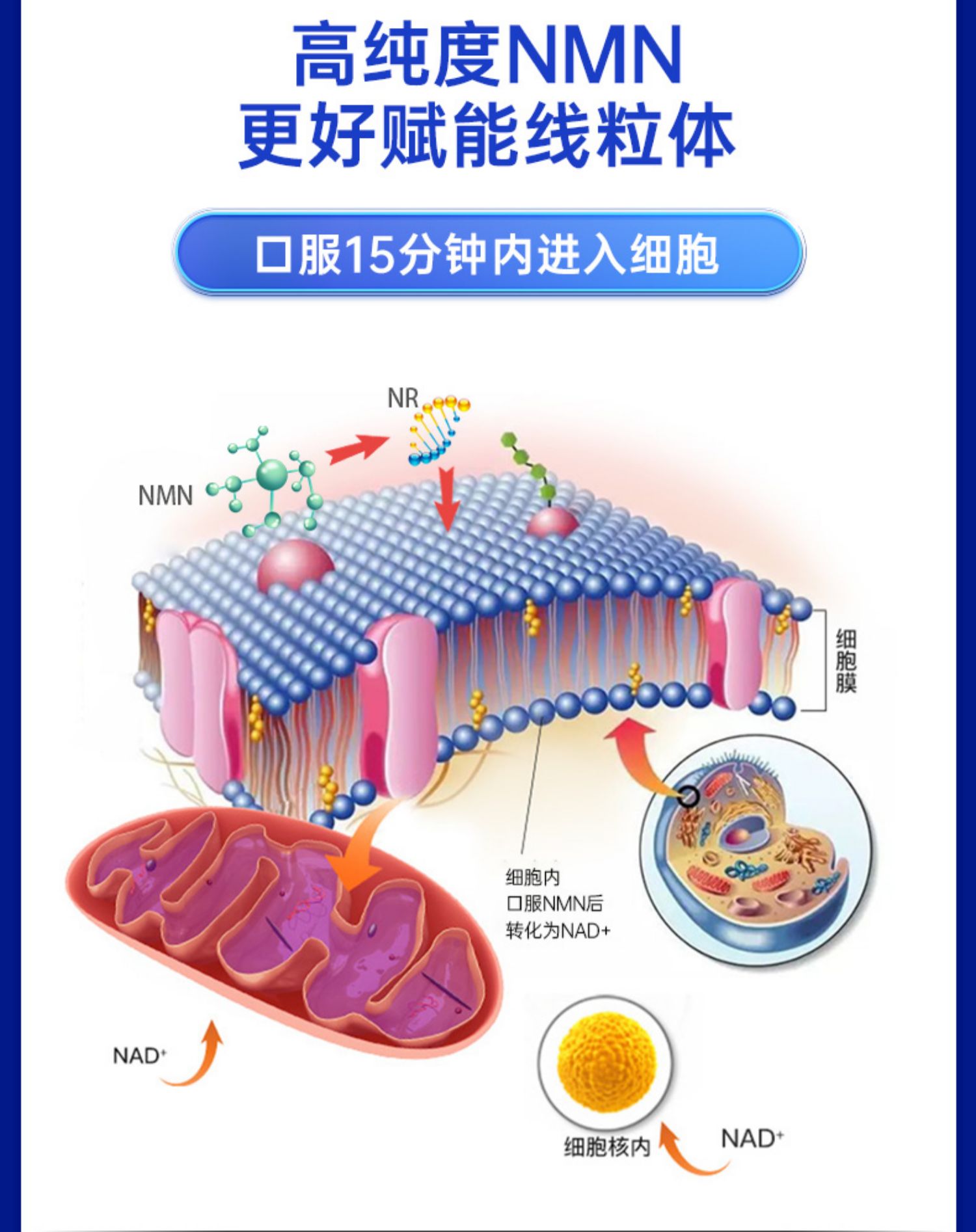 信心药业NAD补充剂nmnβ-烟酰胺单核苷酸NR