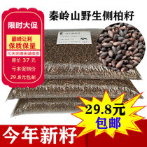 Qinling Mountain wild side cypress seed side Berzibai tree seed side Bertree seed side Berfruit shell Urfa sleeping pillow