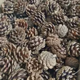 Натуральная песня сосна башня сухой ветви, журналы сухие цветы, стратегия логистики в детских садах для создания храмов