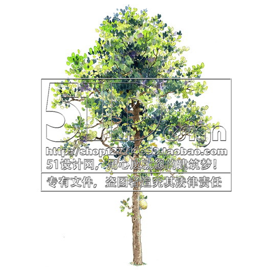 SC00018国外手绘风格植物景观配景图片JPG素材中英名称50树...-9