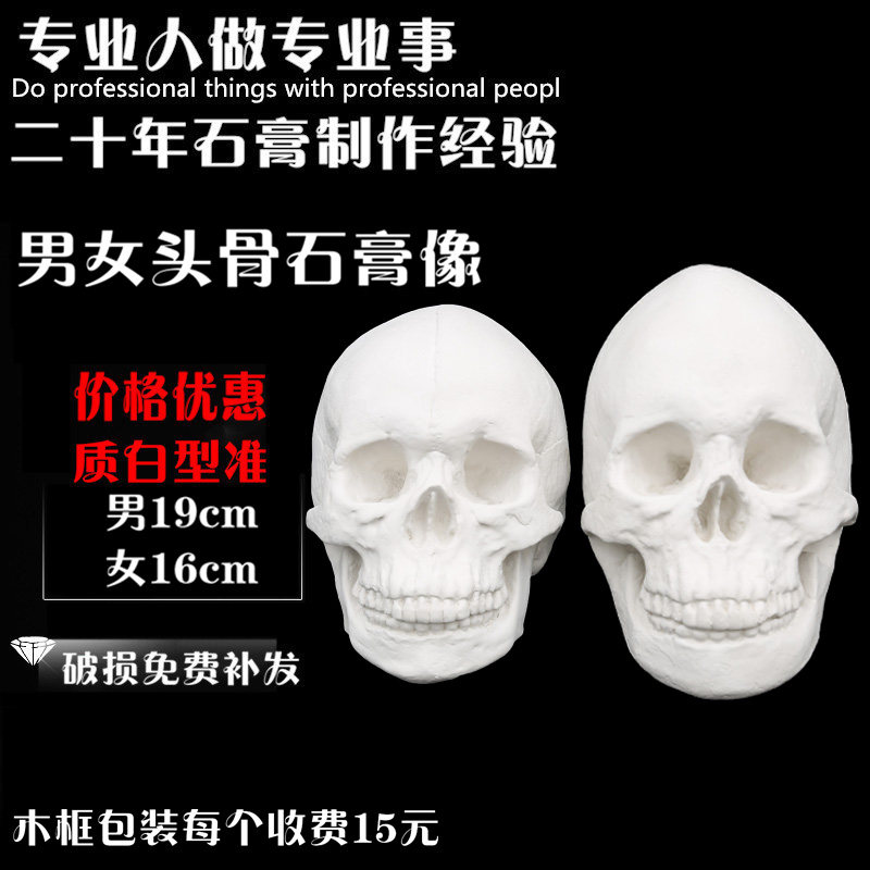 Skull skull model plaster teaching aids male and female skull plaster like portrait plaster still life geometry teaching aids