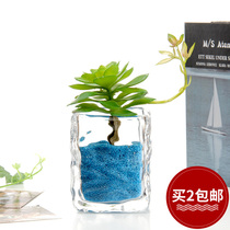 Pebble glass square cylinder home simple desk desk creative ornaments countertop green daffodil hydroponic container