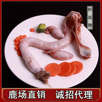 Sika deer whip fresh whole branches and whole fresh big deer whip dry mens Jilin deer whip antler wine SF