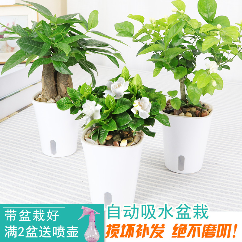 发财树茉莉花栀子花办公室内桌面绿植花苗花卉盆景小水培植物盆栽