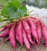 Now dig authentic Linan Tianmu Mountain farmhouse small sweet potato Sweet Potato Sweet Potato Sweet Potato 5kg egg yellow heart
