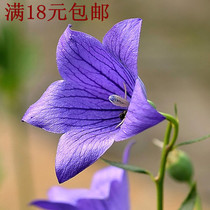 Platycodon grandiflorum seed blue bag flower seed spring sown balcony planting potted bell flower seed