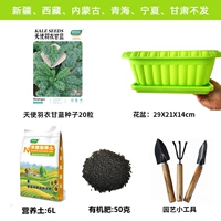 Ангел перья капустная капуста балкона в горшках