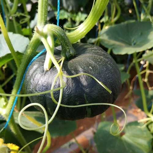 Японские семена тыквы черной кожи, небольшие неровные семена, виды овощей с высоким уровнем