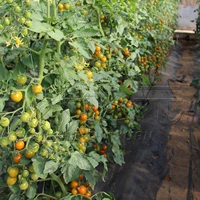 Желтая жемчужная томатная семя 1000 Гравиния