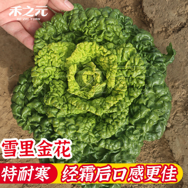 Golden flower seeds in snow, yellow heart, black and black vegetables, vegetable seeds, spring, autumn and winter vegetables, cabbage, winter rapeseed seeds