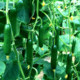 Modern fruit cucumber seeds fruit cucumber seeds potted spring and summer vegetable varieties imported in spring, autumn and winter