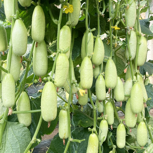 Линлонга изумрудная тыква, семена овощей, фрукты, семена огурца, четыре сезона семян в горшках и осенне