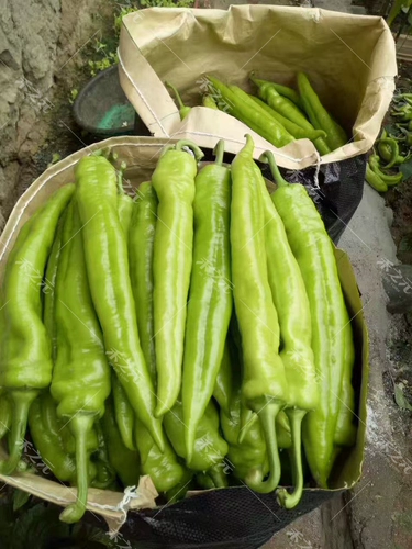 Shengqi Big Sheep, семена перца перец перец, преждевременный желтый -зеленый крупный фруктовый в форме Фур.