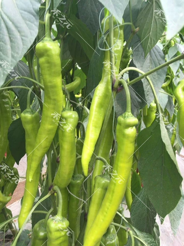 Shengqi Big Sheep, семена перца перец перец, преждевременный желтый -зеленый крупный фруктовый в форме Фур.