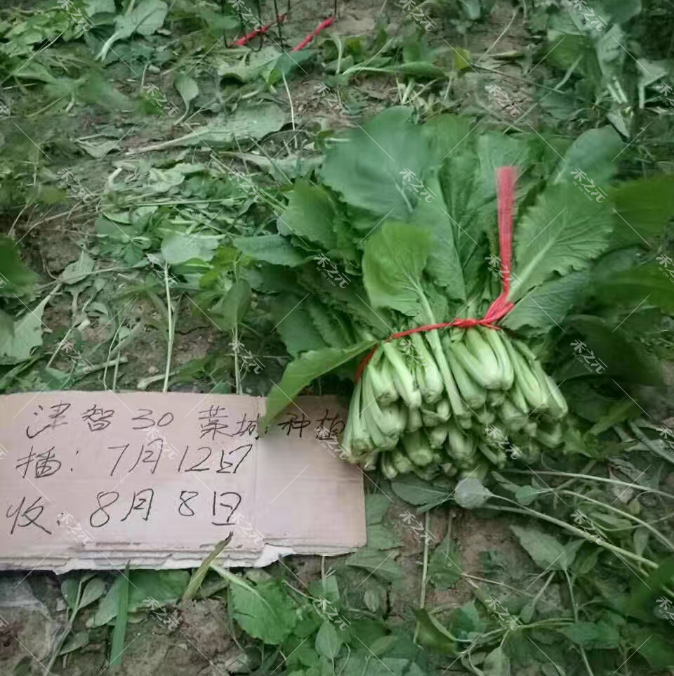Four seasons cabbage seeds spring and summer autumn and winter farming farm vegetables potted four seasons seeds Daquan balcony greens
