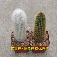 1 горшок с снежными столбами + 1 горшок с золотой колонкой цены