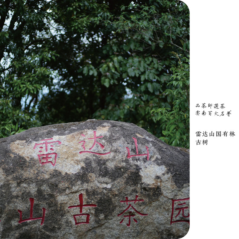 Tea Taster |   Super Delicious, Stock up a Whole Box · 2026 Radar Mountain State Forest Ancient Tree Raw Pu-Erh 200g Cake