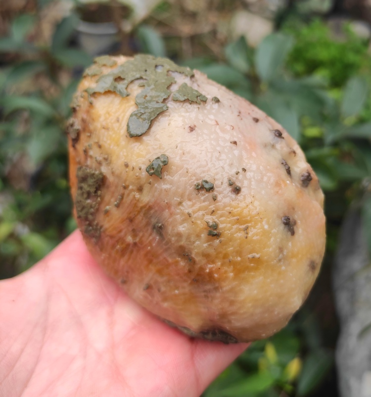 Ning Qiang Coral Jade Yellow White Raw Petrochemical Stone Natural Chite Small Pieces Hand Play Pieces to Play Snowflake Ancient Biological L