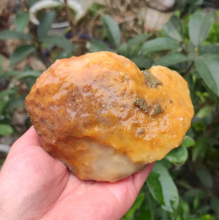 Ning Qiang Coral Jade Red Gold Yellow White Raw Stone Fossil Natural Chite Small Pieces Hand Play Snowflake Ancient Bio L