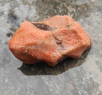 Ning Qianqi Stone Coral Jade Pink Yellow White natural to play with handmade pieces of snow patterns ancient materialite stone raw stone