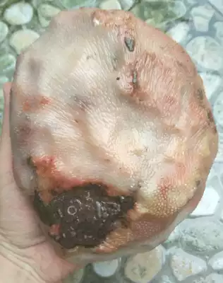 Ningqiang coral Jade fossil pure red and white snow pattern original ecological collection grade raw stone carving material W