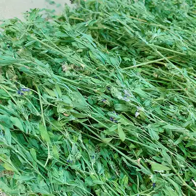 Alfalfa grass young rabbit rabbit grain fresh pasture rabbit Chinchilla Dutch pig food feed food dry grass