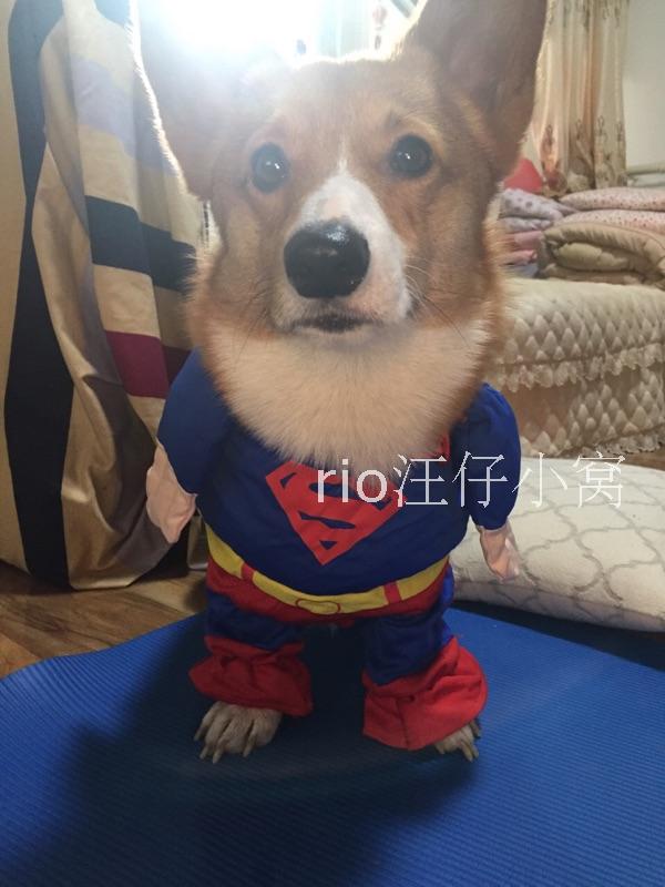 Dog Superman quay sang cài đặt Keji Bullfighting quần áo trang phục đặc biệt quần áo thú cưng - Quần áo & phụ kiện thú cưng áo cho chó lớn