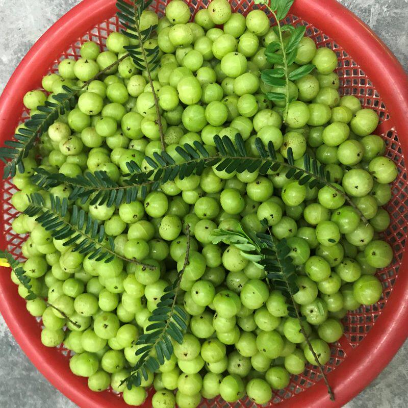 Chaoshan now picks fresh ganzi specialty green tangerine 500g niu ganguo pregnant women fruit Yunnan olive