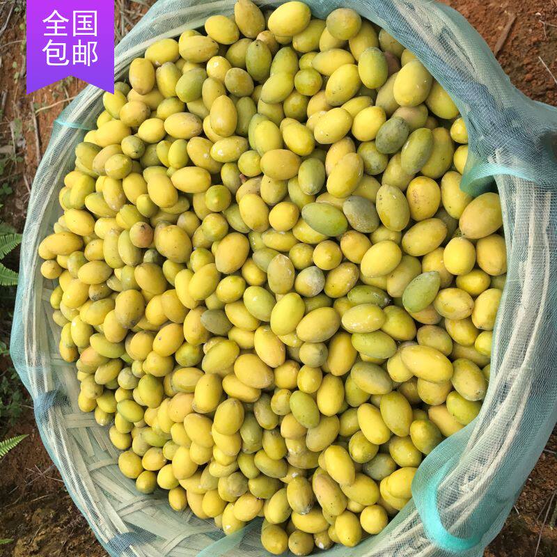 Chaoshan Jinzao authentic old fir three-twist olive fresh green fruit elegant three-sided gift box packaging 500g