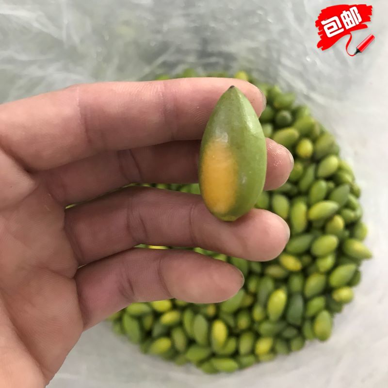 Ya Boutique No. 2 Sweet Olive Chaoshan Specialties Freshly Picked Raw Green Fruit Baoma Fruit