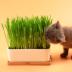 Cát cỏ giống đất văn hóa gốm đặt vội vàng nhổ lông bóng mèo mèo ăn nhẹ trong chậu không khí thanh lọc mèo cung cấp - Đồ ăn nhẹ cho mèo ca hop Đồ ăn nhẹ cho mèo