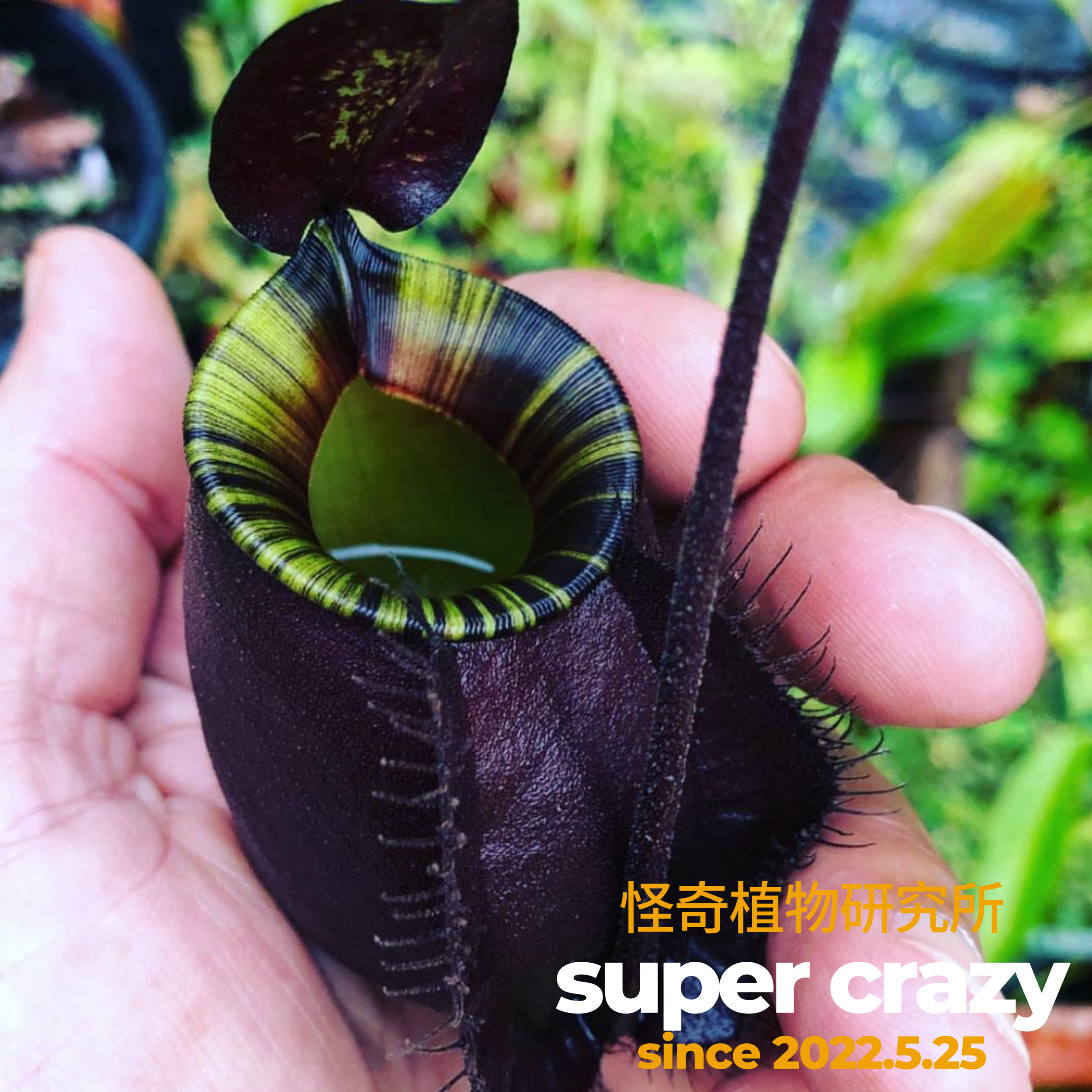 食虫植物 N.viking×ampullaria black miracle 5株セット 限定SALE，本物保証 タイ☆直輸入 wing × (viking