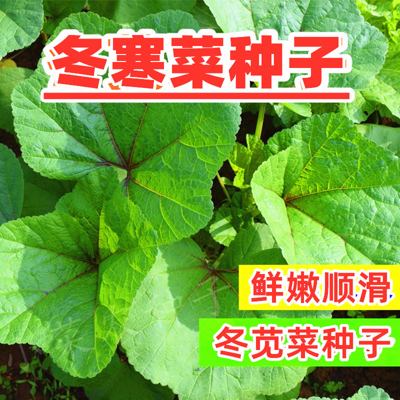 Winter cold vegetable seeds Winter amaranth seeds Eastern Han vegetable water chestnut high calcium vegetable wild vegetable Sichuan autumn and winter pastoral vegetable solitary