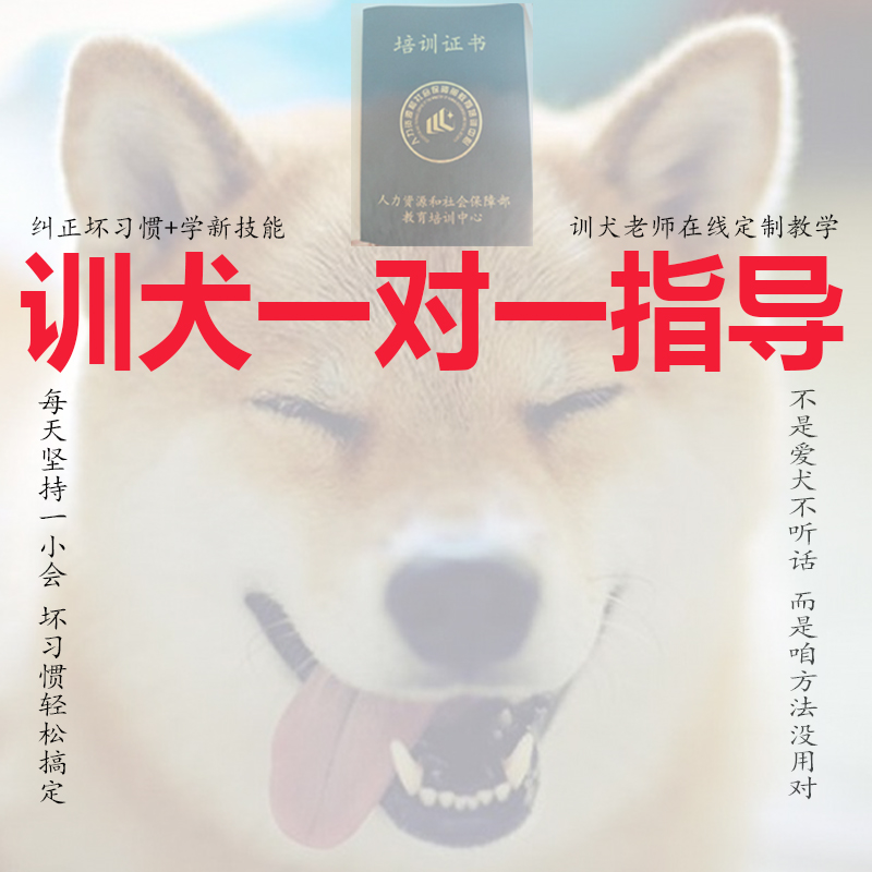 Training dog tutorial training dog one-on-one pet training teaching guidance training for young dogs Kirky Snow Neretedi Hasci-Taobao