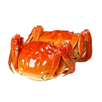 (Live crabs) Suzhou Lao Crab House hairy crabs male crabs 5 0 taels * 5 female crabs 3 5 taels * 5 sent to SF Express 3602