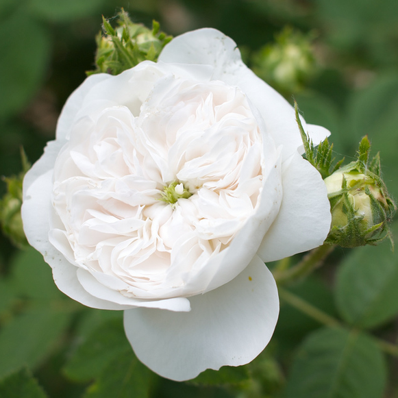 百葉薔薇強香型 哈迪夫人 白色多刺大花濃香月季適合庭院