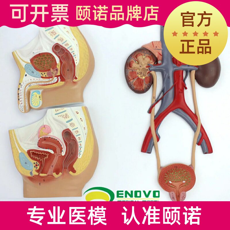 ENOVO Yinuo medical human urogenital system model male and female urogenital anatomy model