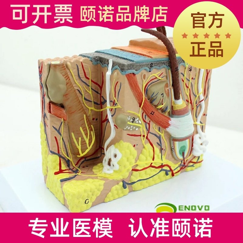ENOVO Yino Human Skin Tissue Anatomy Aromatomy Model Minimally Influential Skin Cosmetic Face Model