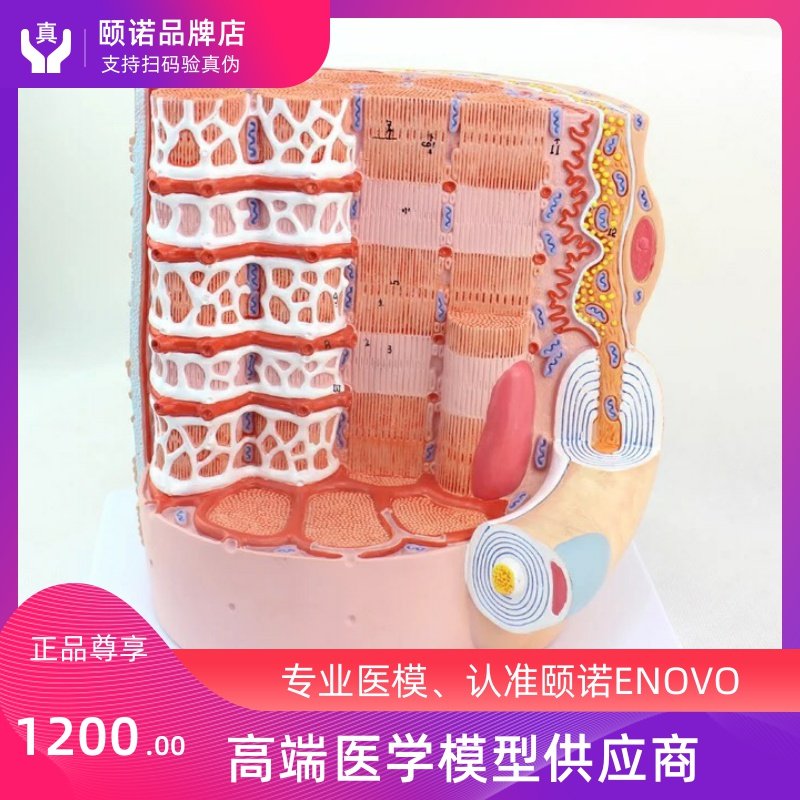 ENOVO Yino Human Body Skeletal Muscle Fiber Zoom Model Microscopic Anatomy Model Medical Teaching Human Solution
