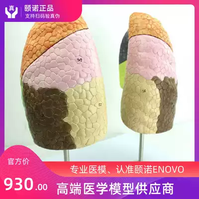 ENOVO Medical human lung segment Lung anatomy model Suction system Lung segment thoracic surgery Suction department model