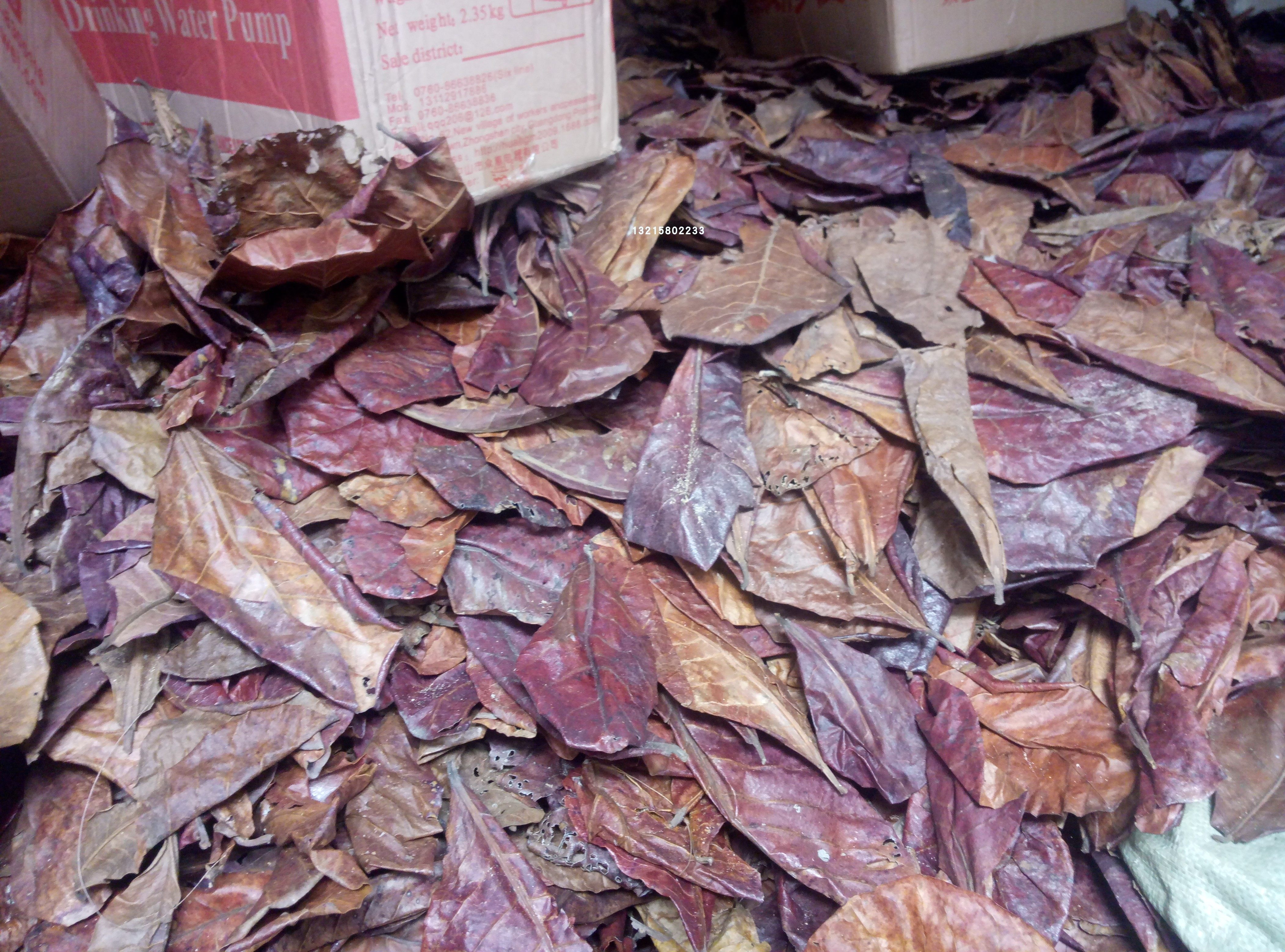 Natural lazy leaf olive kernel leaf Natural antibacterial softening water quality and improving water PH value Nationwide