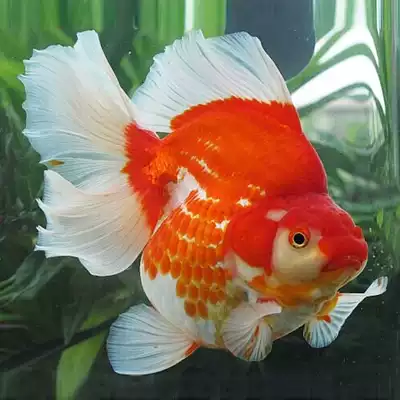 觀賞魚活體金魚寵物寬尾琉金長尾鎏金大尾碟尾鎏金魚風水魚招財魚