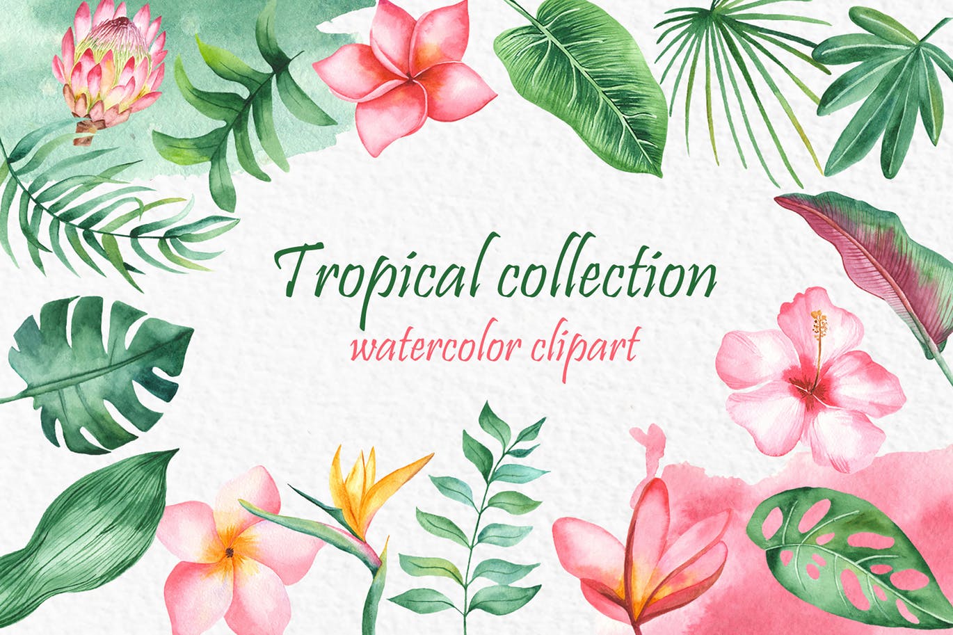 夏威夷风热带植物水彩PNG插图素材 Watercolor tropical collection设计素材模板