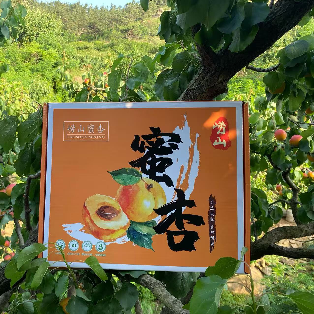 青岛崂山蜜杏主营店的LOGO